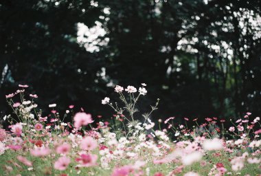 Bahçedeki güzel pembe kozmos