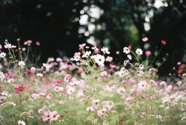 Bahçedeki güzel çiçekler