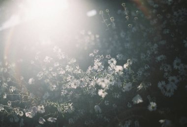 Bahçedeki güzel çiçekler