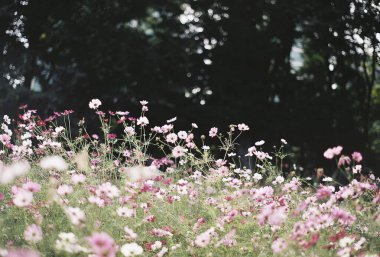 Bahçedeki pembe çiçekler