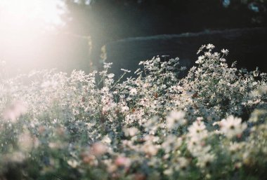 Bahçedeki güzel çiçekler