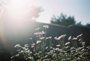 Bahçedeki güzel çiçekler
