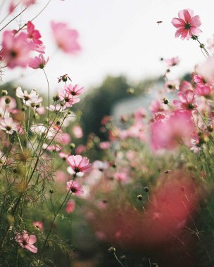 Bahçedeki güzel çiçekler