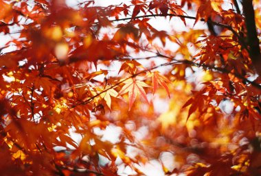 Sonbahar yaprakları, sonbahar bitkileri