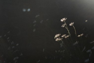 Güzel botanik fotoğrafı, doğal duvar kağıdı.