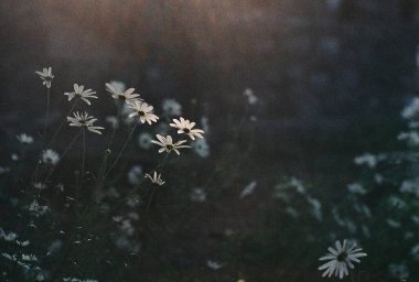 Bahçedeki güzel çiçekler