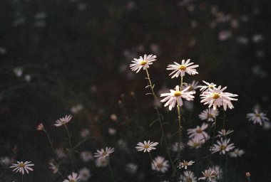 Bahçedeki güzel çiçekler