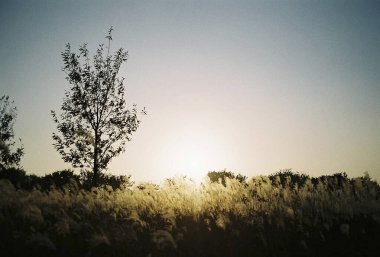 Bir ağaçla güzel bir gün batımı