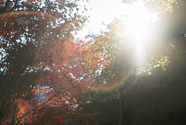 Güzel sonbahar yaprakları, bitki örtüsü ve doğa