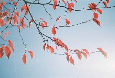 Sonbahar yaprakları, sonbahar bitkileri.