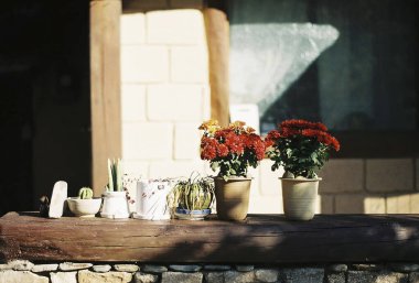 Bahçedeki güzel çiçekler