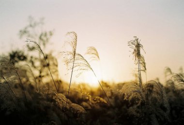 Ormanda güzel bir gün batımı