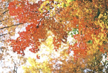 Sonbahar yaprakları, sonbahar bitkisi yaprakları