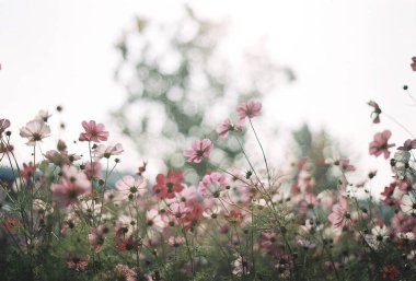 Bahçedeki güzel çiçekler