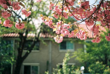 Kiraz çiçeği ağacının çiçekleri ile