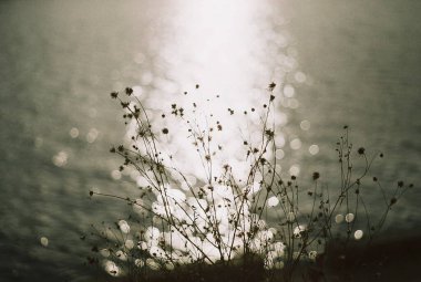 Bahçedeki güzel çiçekler