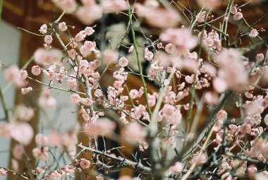 Bahçedeki güzel pembe çiçekler