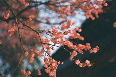 Güzel botanik fotoğrafı, doğal duvar kağıdı.