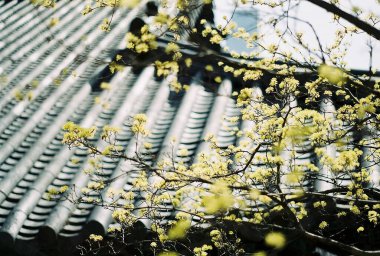 Bahçedeki güzel çiçekler