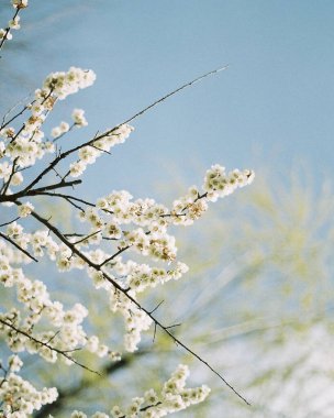 Güzel botanik fotoğrafı, doğal duvar kağıdı.