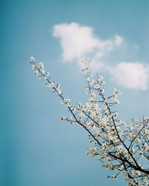 Bahçede kiraz çiçekleri