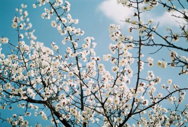 Güzel botanik fotoğrafı, doğal duvar kağıdı.