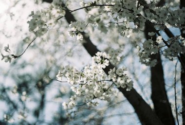 Bahçede güzel bahar çiçekleri