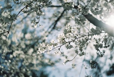 Bahçede güzel bahar çiçekleri