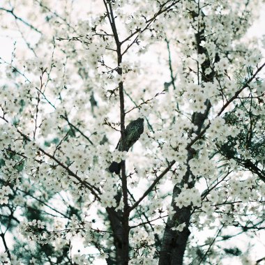 İlkbaharda kiraz çiçeği