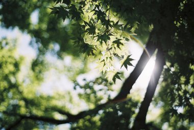 yeşil yapraklar, bitkiler ve yapraklar