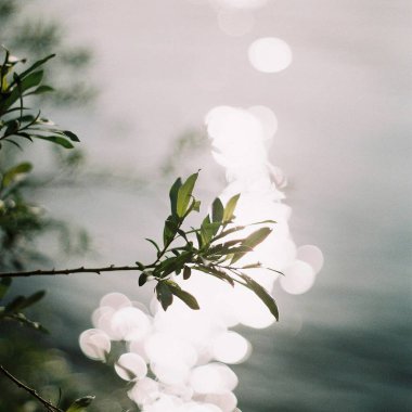 Güzel botanik fotoğrafı, doğal duvar kağıdı.