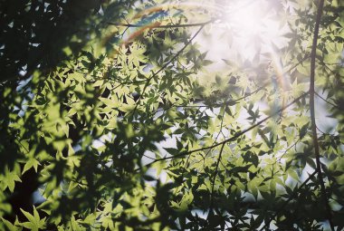 Ormanda yeşil yapraklar