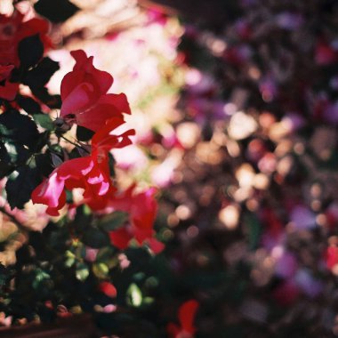 Bahçedeki güzel kırmızı gül