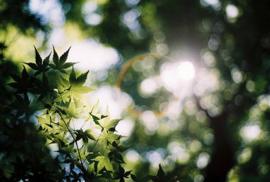Ormanın güzel manzarası