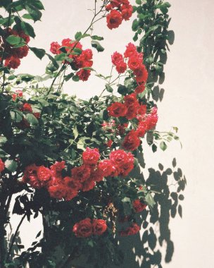 Güzel botanik fotoğrafı, doğal duvar kağıdı.