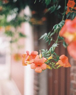 Bahçedeki güzel çiçekler