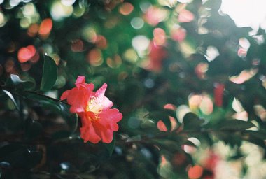 Güzel botanik fotoğrafı, doğal duvar kağıdı.