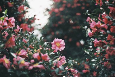 Bahçedeki güzel çiçekler