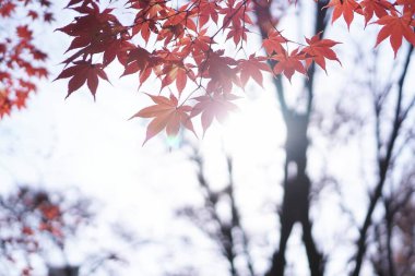 Ormanda sonbahar yaprakları