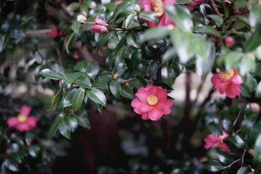 Güzel botanik fotoğrafı, doğal duvar kağıdı.