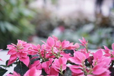 Bahçedeki güzel çiçekler