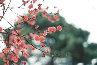 Güzel botanik fotoğrafı, doğal duvar kağıdı.