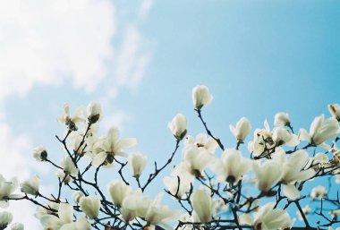 Güzel botanik fotoğrafı, doğal duvar kağıdı.