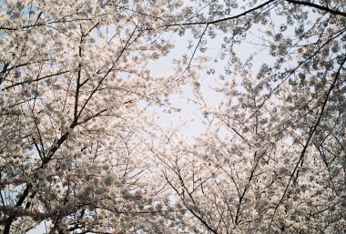 İlkbaharda kiraz çiçeği