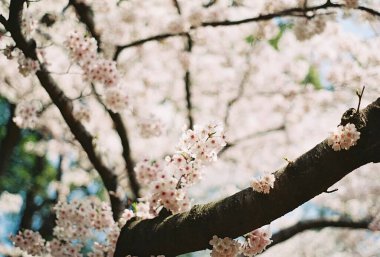 Bahçede güzel bahar çiçekleri