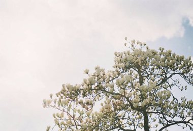 Güzel botanik fotoğrafı, doğal duvar kağıdı.