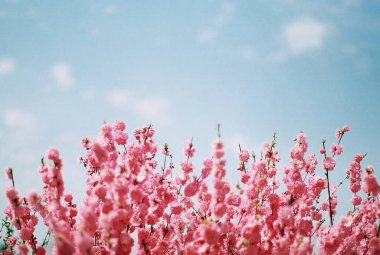 Baharda güzel pembe kiraz ağacı, sakura