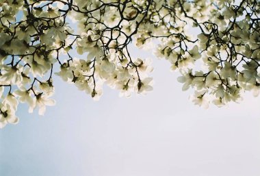 Güzel botanik fotoğrafı, doğal duvar kağıdı.