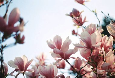 Bahçedeki güzel çiçekler