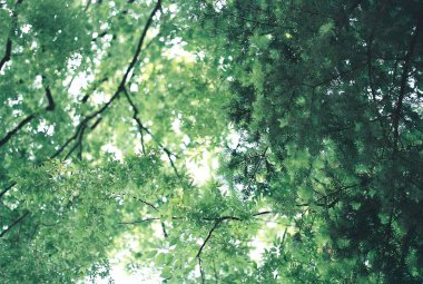 Ormandaki ağaç dalları, yeşil bitki örtüsü.